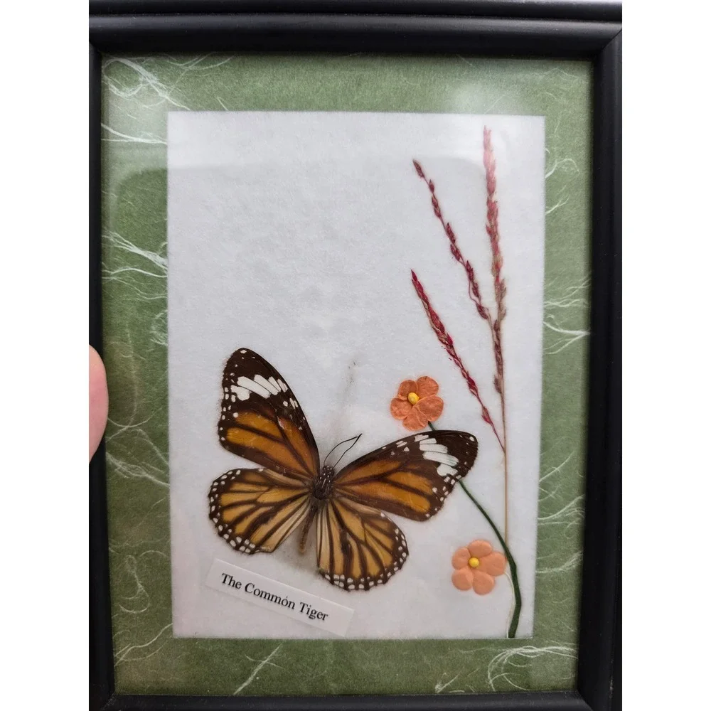 Set of 3 Framed Butterfly Art Collection Common Tiger Common Rose Lime Butterfly